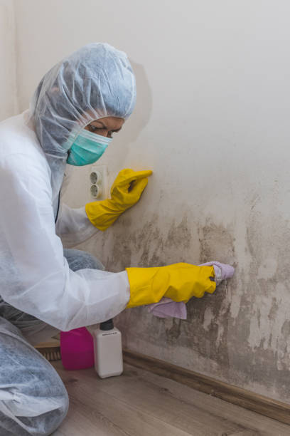 Environmental Consulting for Mold Prevention in Weedsport, NY