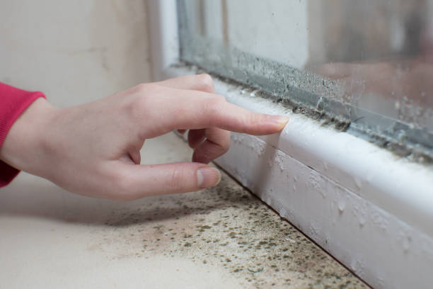 Best Mold-Related Health Consultation  in Weedsport, NY