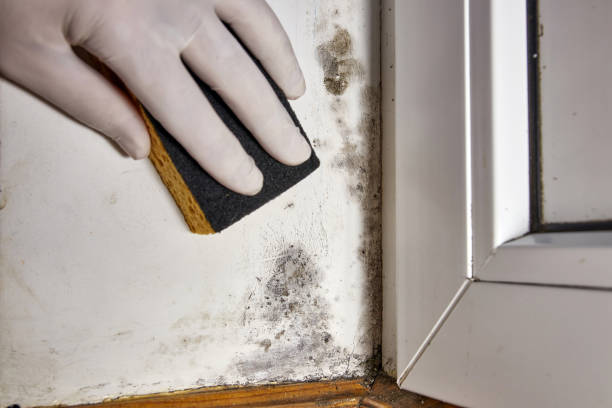 Best Commercial Mold Inspection  in Weedsport, NY